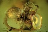 Fossil Spider (Araneae) And Larva In Baltic Amber #109354-1
